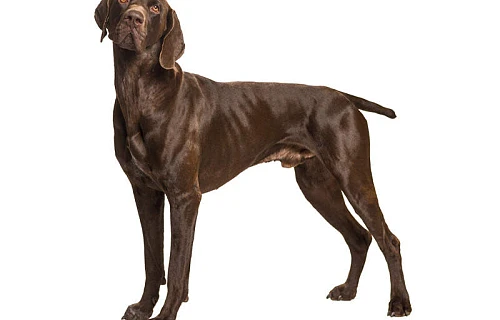 Kurtsharas (German Shorthaired Pointer)
