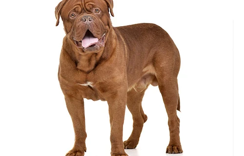 Bordo dogas (Dogue de Bordeaux)