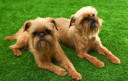 Briuselio grifonas (Brussels Griffon)