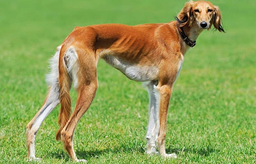 Saliukis (persų kurtas, angl. Saluki)