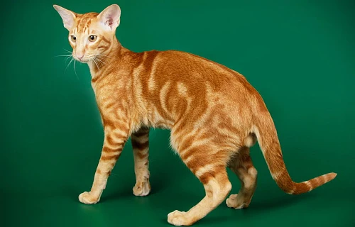 Orientalų trumpaplaukės katės (Oriental Shorthair)