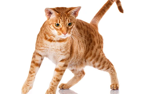 Oksikat katės (Ocicat)