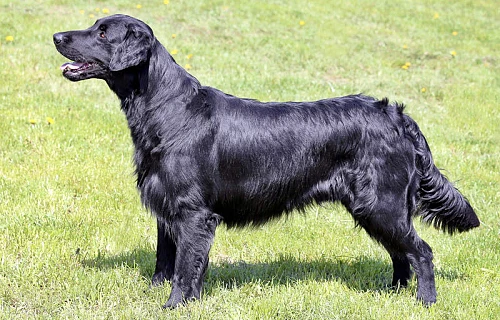 Lygiaplaukis retriveris (Flat-Coated Retriever)