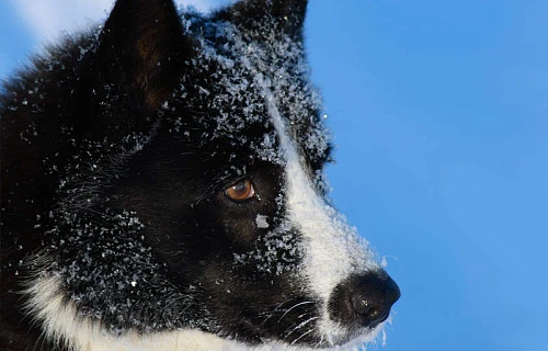 Karelų lokinė laika (Karelian Bear Dog)