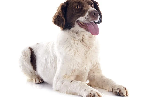 Bretonės spanielis (French Brittany)