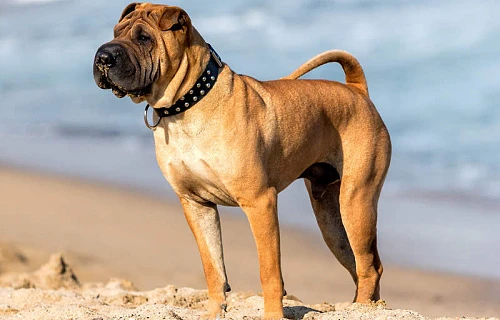 Šarpėjus (Shar-Pei)