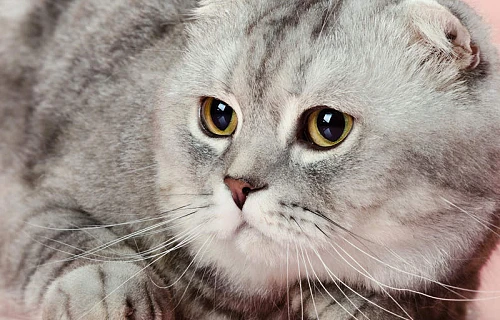 Škotų nulėpausis (Scottish Fold)