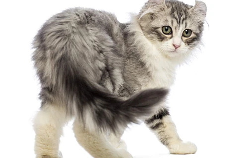 Amerikos riestaausės katės (American Curl)