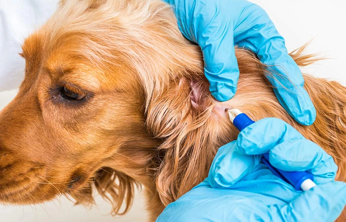 Kaip ištraukti šuniui įsisiurbusią erkę