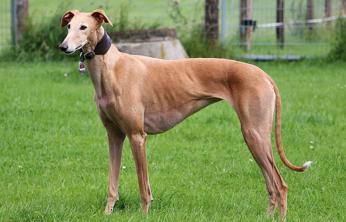 Ispanų kurtas (Galgo Espanol)