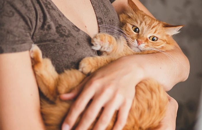 Katė pagal Zodiako ženklą