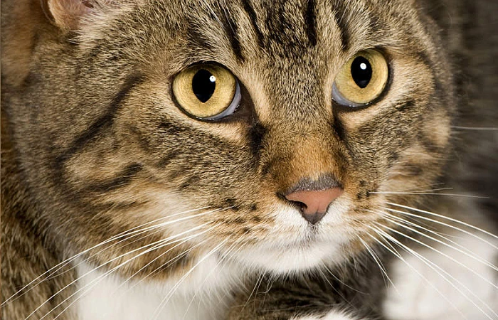 Europos trumpaplaukė katė (European shorthair cat)