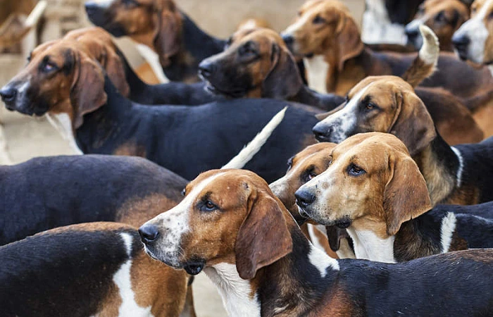 Prancūzų trispalvis skalikas (Français tricolore)