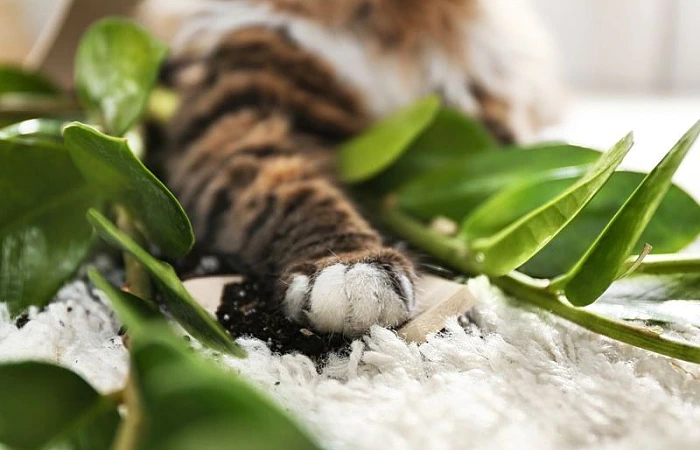 Kaip atpratinti katę nuo netinkamo elgesio?