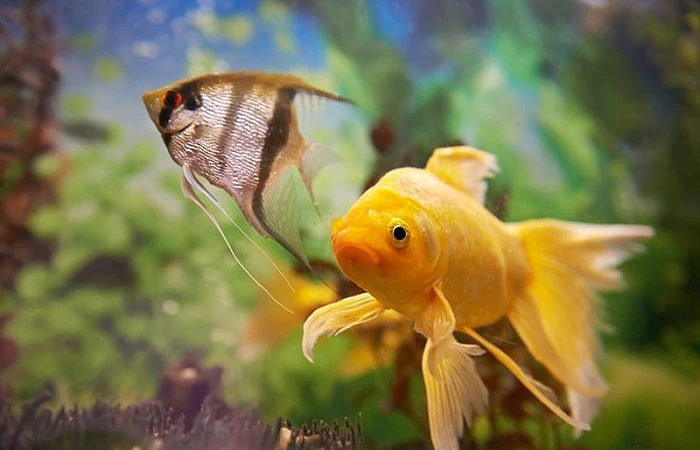 Akvariumo įrengimas: nuo ko pradėti?