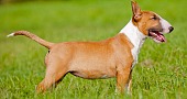 Bulterjeras (Bull Terrier)