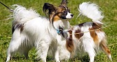Pomeranijos špicas (vokiečių špicas) (Pomeranian)Papiljonas (Papillon dog)